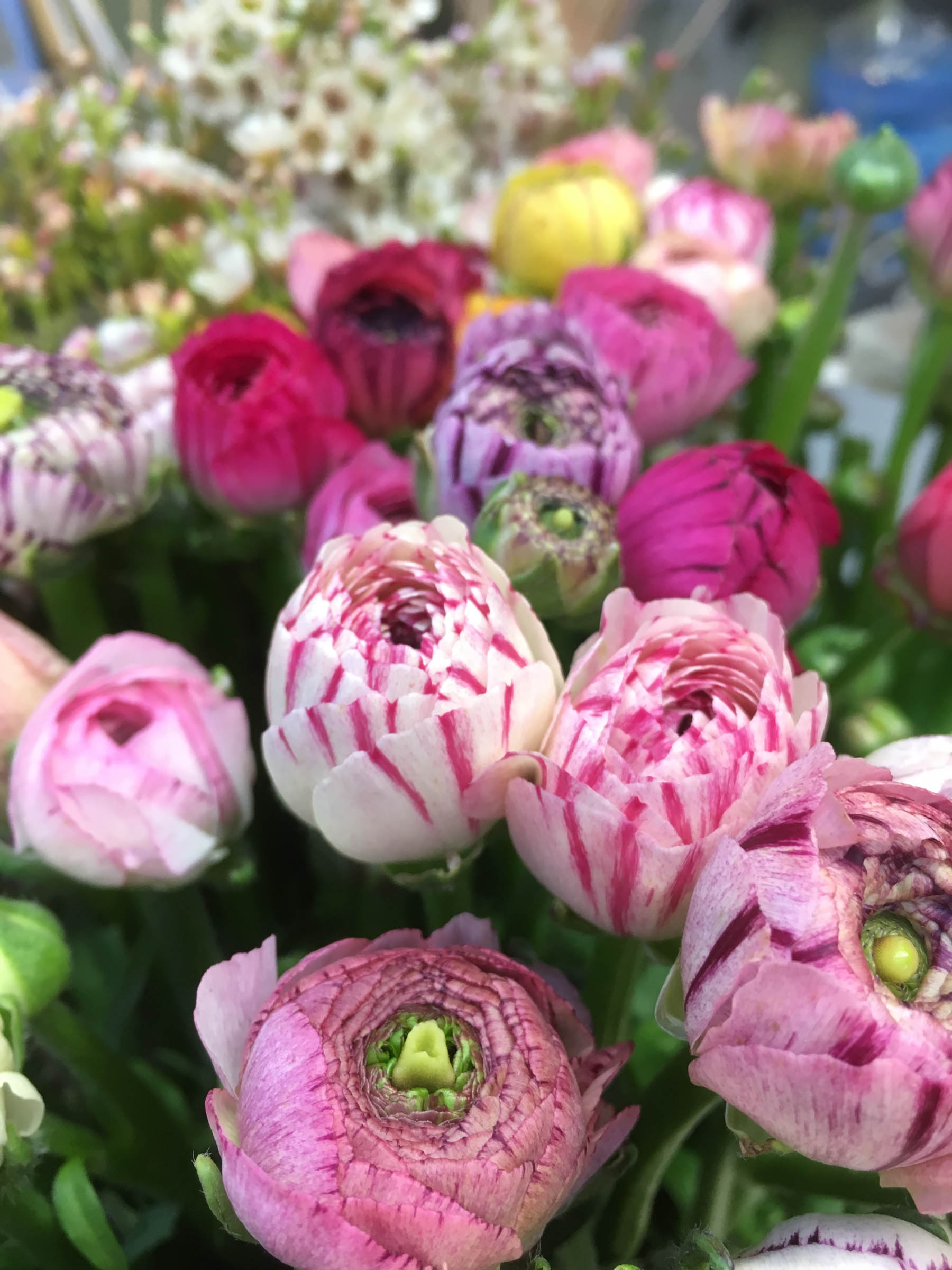 Blommande bukett med ranunklar